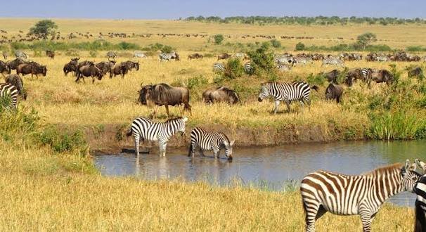 wildlife safaris in Africa